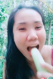 Penyu Hutan Sugar Live